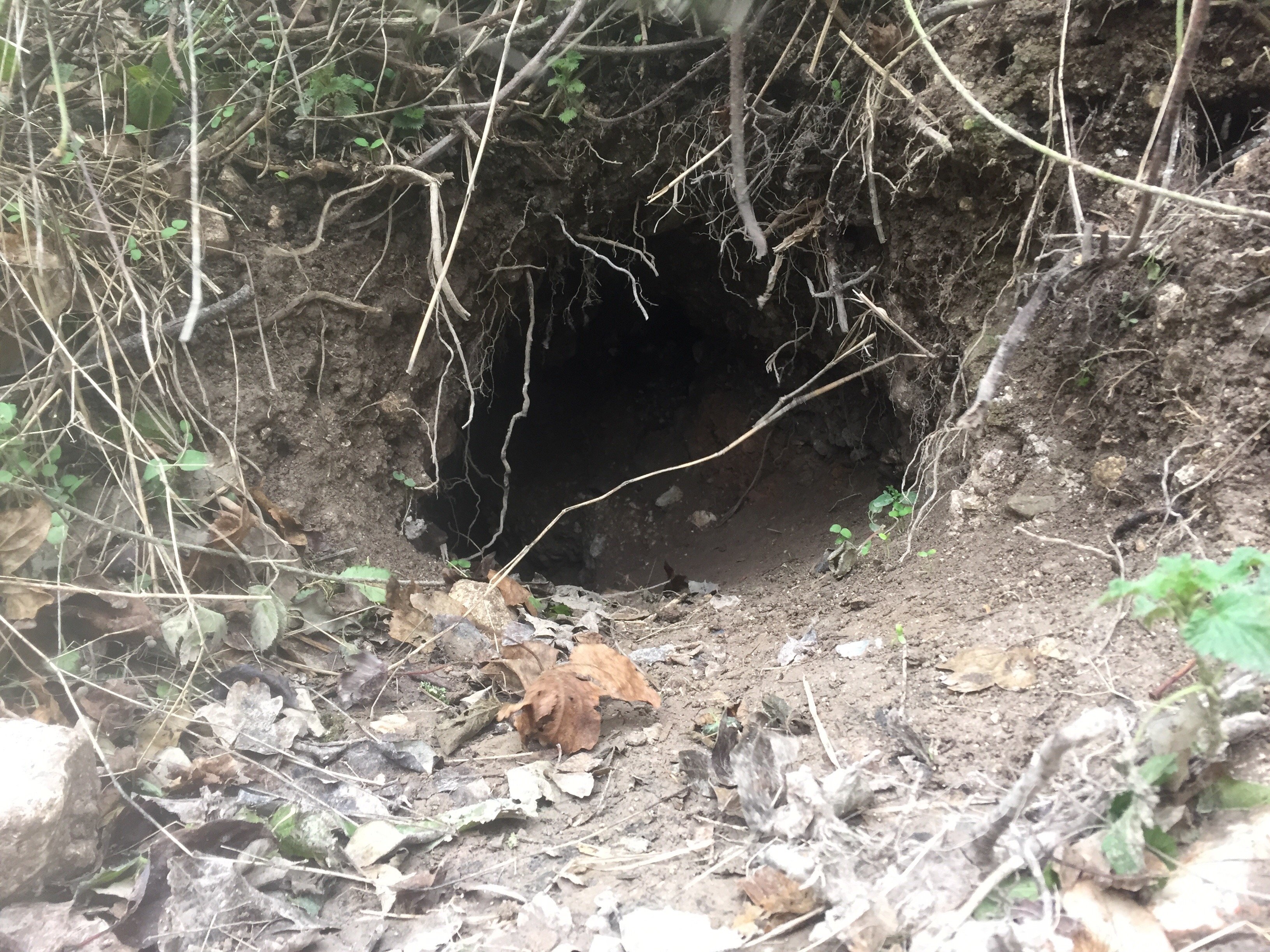 Badger surveys Darwin Ecology Ltd